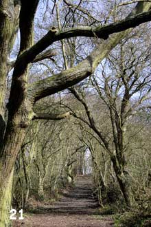 tree avenue